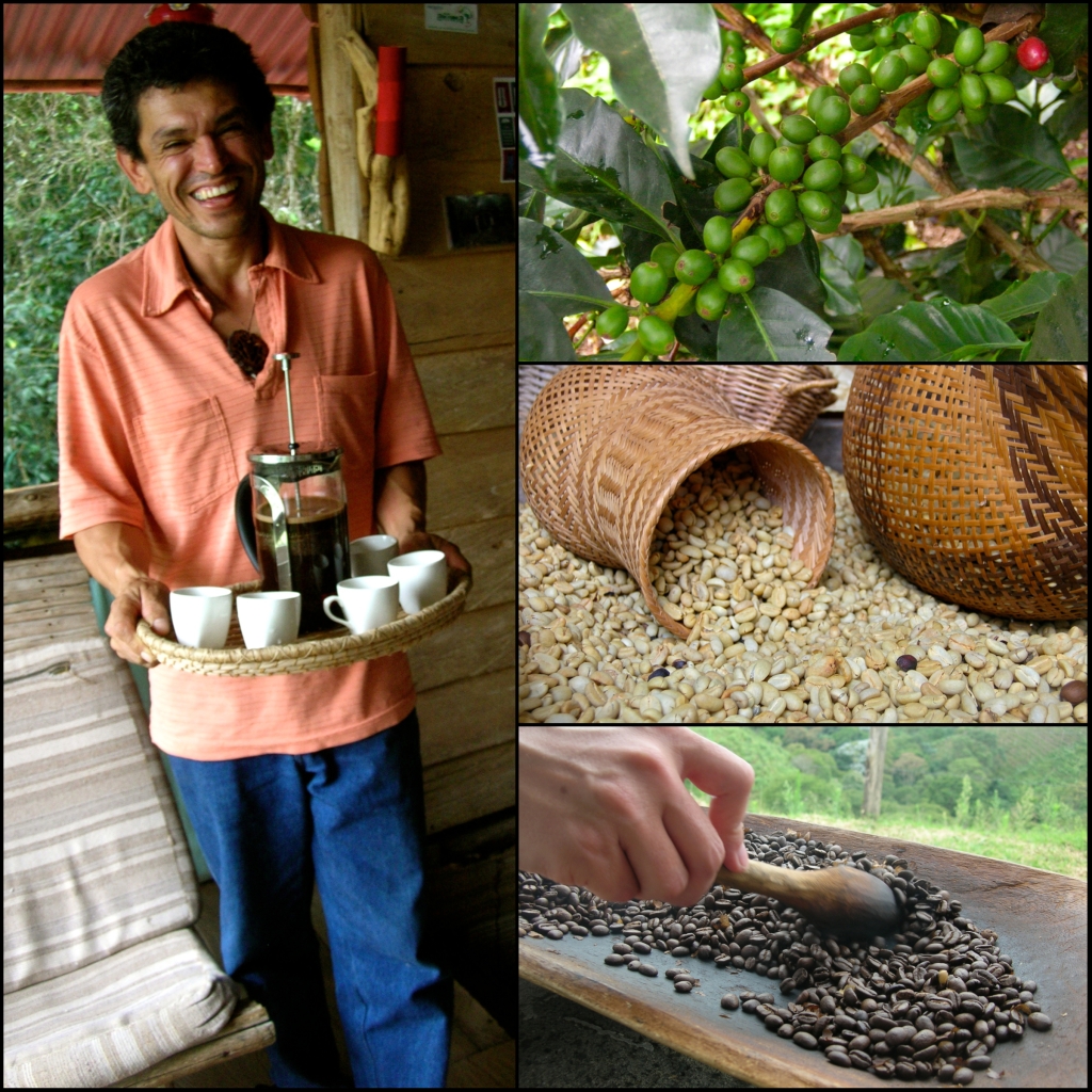 Pedro's coffee, from jungle to cup