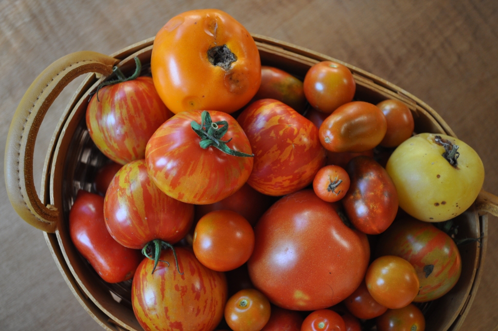 garden tomatoes!